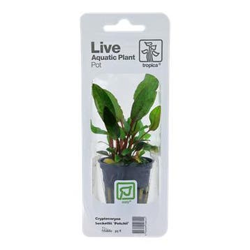 Tropica Cryptocoryne beckettii Petchii (easy), Verzenden, Nieuw