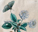 Maria Sibylla Merian (1647–1717) - Originale, Antiek en Kunst