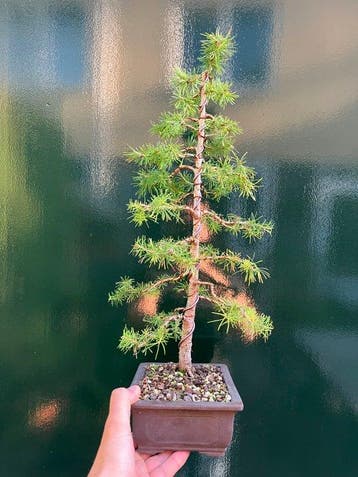 Bonsaï Mélèze (Larix) - Hauteur (arbre) : 46 cm - Profondeur