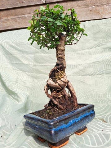Chinese iep bonsai (Ulmus parviflora) - Hoogte (boom): 23 cm