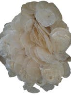 Capiz Camar schelpen 1 kilo, Nieuw