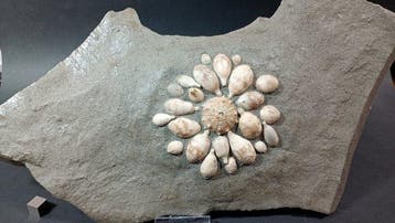 Fossiele egel - Fossiele plaatmatrix - Pseudocidaris Mammosa