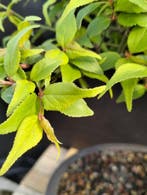 prunus mume - Hauteur (arbre) : 35 cm - Profondeur (arbre) :