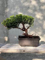 Jeneverbes bonsai (Juniperus) - Hoogte (boom): 30 cm -