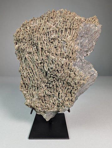 Fossiele koraalkolonie - Gefossiliseerd dier - Cladochonus, Verzamelen
