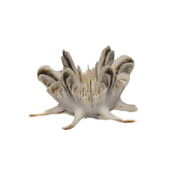 *** Zeldzaam *** UFO-koraal $$$ Verzamelobject $$$ Skelet -