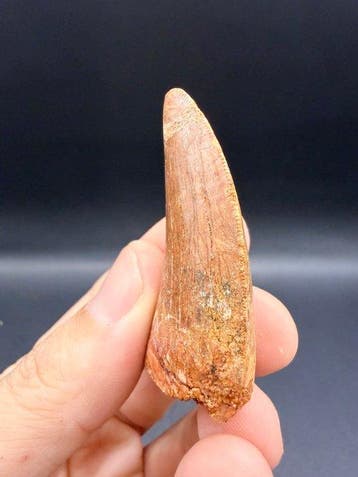 Dinosaurus - Fossiele tand - carcharodontosaurus saharicus -