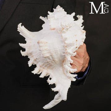 Murex chicoreus ramosus schelp Groot Meesterwerk van