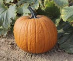 Boomer F1 PMT Halloween halloweenpompoen basiseenheid