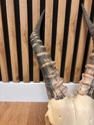 Blesbok Schedel - Damaliscus phillipsi - 40 cm - 22 cm - 39