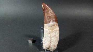 Mosasaurus - Fossiele tand - Talassotitán Atrox - 11.7 cm