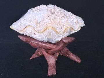 Tweekleppige Schelpdier - S-511 TRIDACNA MAXIMA (Zonder