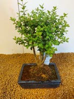 Liguster bonsai (Ligustrum) - Hoogte (boom): 23 cm - Diepte