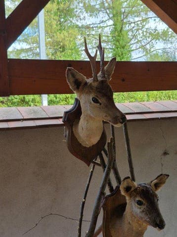 Chevreuil Support mural pour taxidermie - Capreolus