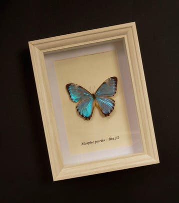 Vlinder Taxidermie volledige montage - Morpho portis - 20.5
