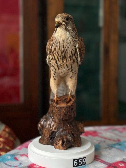 Gheppio Taxidermie volledige montage - Falco tinnunculus -, Verzamelen, Dierenverzamelingen