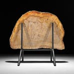 Prachtige snede van versteend hout op een op maat gemaakte