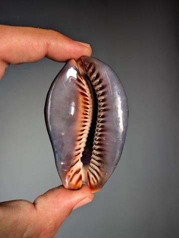 Coquille de collection - Cypraea mauritiana – sombre, Collections