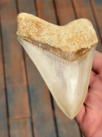 Megalodon - Fossiele tand - otodus megalodon - 12.5 cm - 9.8, Verzamelen, Mineralen en Fossielen