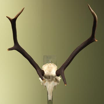 Edelhert Gewei Taxidermie Opgezette Dieren By Max, Ophalen of Verzenden, Nieuw, Wild dier, Opgezet dier