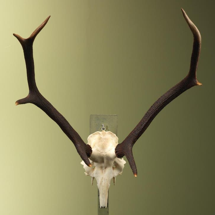 Edelhert Gewei Taxidermie Opgezette Dieren By Max, Collections, Collections Animaux, Enlèvement ou Envoi