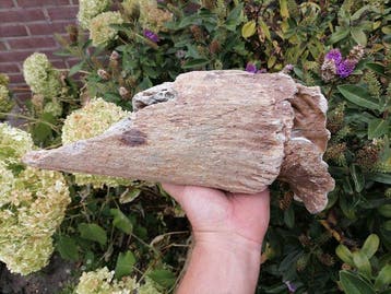 Bizon - Fossiele schedel - Bison Priscus (Zonder