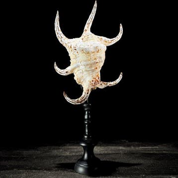 Prachtig paar Spider Conch-schelpen op maat gemaakte