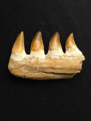 Mosasaurus - Fossiele tand - 10 cm (Zonder minimumprijs)