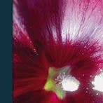 Bioresonantie als levenswerk 9789490215040 Rob Kemper, Verzenden, Zo goed als nieuw, Rob Kemper