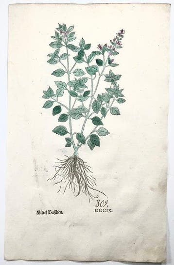 Leonhard Fuchs - Large hand coloured folio - Basil, Herb - 2