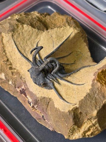 Trilobiet - Gefossiliseerd dier - Dicranurus Trilobite - 12
