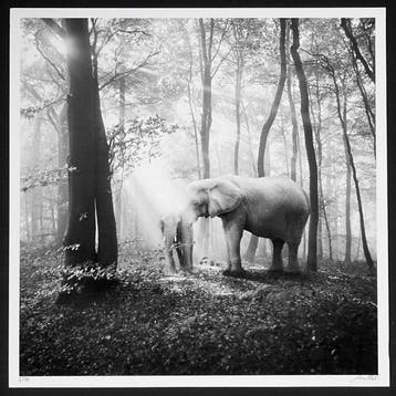 Frank Machalowski - tierwald#96 - Elephants, Antiquités & Art