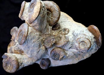 Blok van 20 ammonieten - Gefossiliseerde schelp - Pleydellia