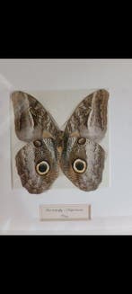 Caligo tencer - Papillon hibou Support mural pour taxidermie