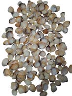 Yellow Chippy Schelpen Naturel 1 kilo, Nieuw