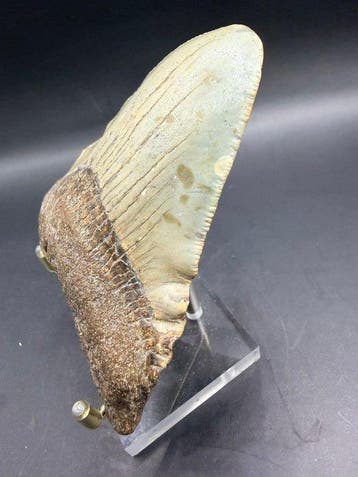 Mégalodon - Dent fossile - Carcharocles megalodon - 10.3 cm, Verzamelen