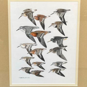François Bérille (1945) - Oiseaux - Étude Comparative de