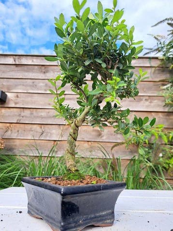 ilex bonsai (japanse hulst) - Hoogte (boom): 22 cm - Diepte