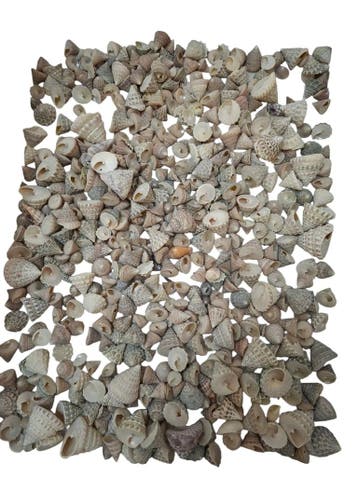 Echinellopsis schelpen ca. 1 cm 1 kilo Grandi, Nieuw