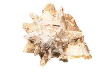 Reuzen-Fechtschelp (Strombus gigas) | Grote Koninginconch -, Nieuw