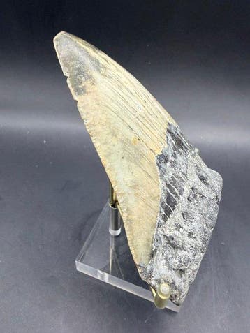 Megalodon - Fossiele tand - Carcharocles megalodon - 10.4 cm, Verzamelen, Mineralen en Fossielen
