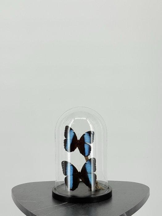 Morpho achilles onder stolp Taxidermie volledige montage -, Collections, Collections Animaux
