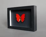 Vlinder Taxidermie volledige montage - Cymothoe sangaris -, Antiek en Kunst