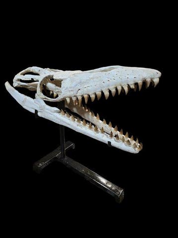 Mosasaurus - Fossiele schedel - 60 cm - 52 cm