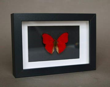 Vlinder Taxidermie volledige montage - Cymothoe sangaris -