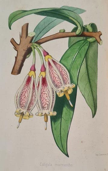 Les Rédacteurs du Bon Jardinier (red.) - Revue horticole -