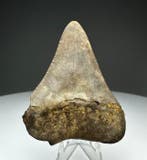 requin blanc - Dent fossile - 5.8 cm - 4.6 cm, Collections, Minéraux & Fossiles