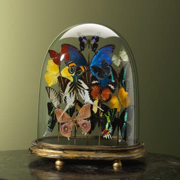 Vlinders in Antieke Stolp Taxidermie Opgezette Dieren By Max, Ophalen of Verzenden, Opgezet dier