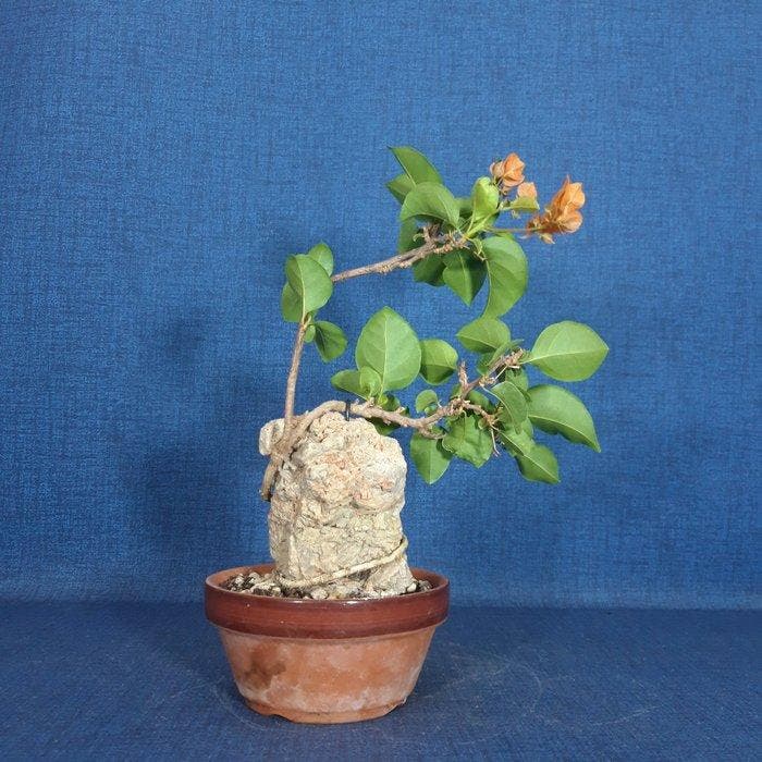 Kahle Drillingsbloem-Bonsai (Bougainvillea) - Hoogte (boom):, Antiquités & Art, Curiosités & Brocante
