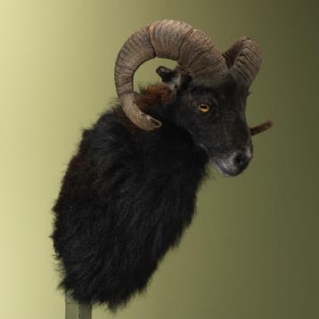 Schaap Taxidermie Opgezette Dieren By Max, Verzamelen, Dierenverzamelingen, Ophalen of Verzenden, Nieuw, Wild dier, Opgezet dier